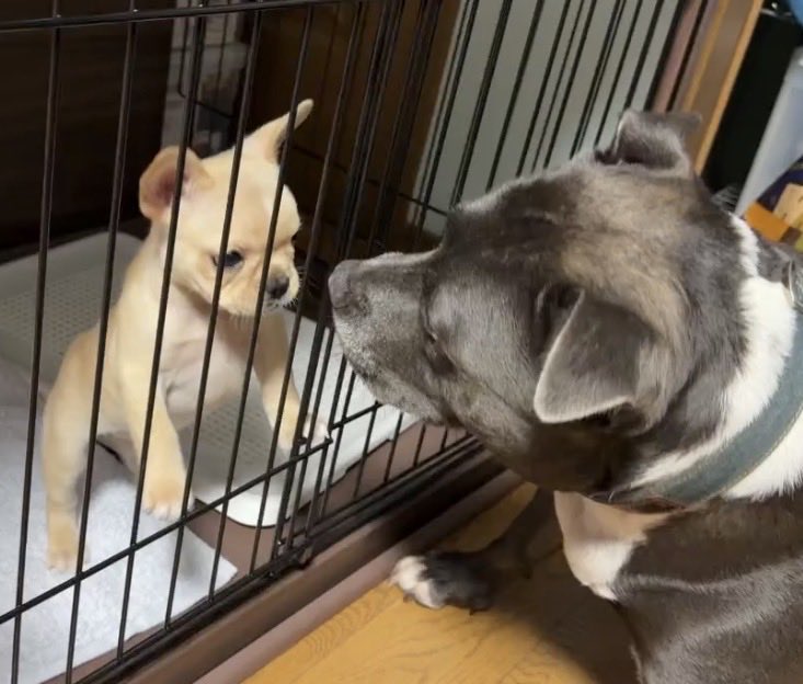 luv_1u's tweet photo. バカ犬移りそう https://t.co/l6tyqrA4oG
