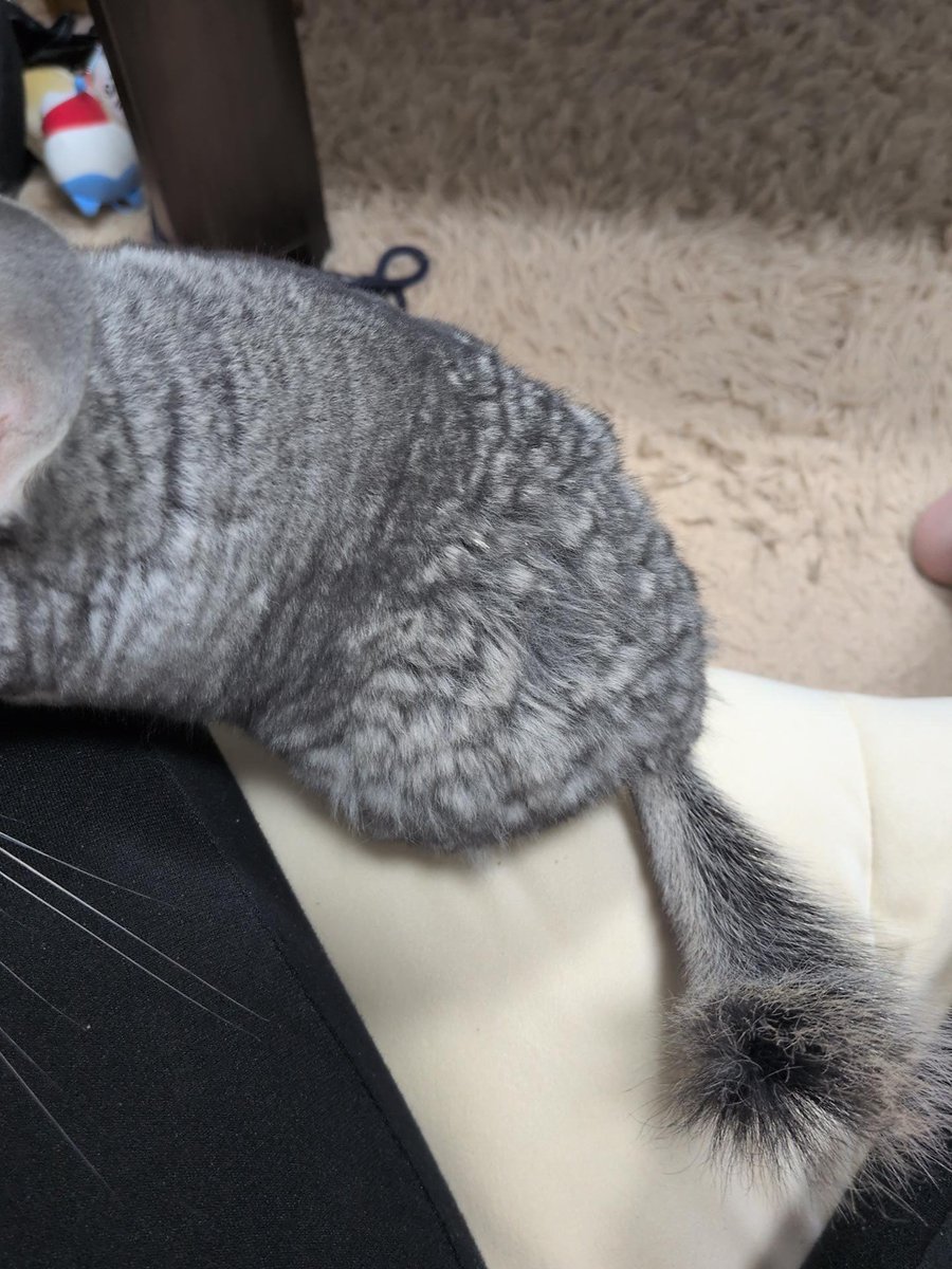Pasutaoshi's tweet photo. 有識者の方にお尋ねしたいのですが、うちの小夏は上半身がふわふわで腰からお尻にかけてボサボサです。砂浴びは夜の部屋んぽ時にさせてて、3回転くらい。砂は三晃商会のチンチラパウダー使用。ブラッシングは嫌がるので忘れた頃に軽く行うのみ。
病院に行っても皮膚状態はあまり診てもらえず。 https://t.co/HG05POadSF