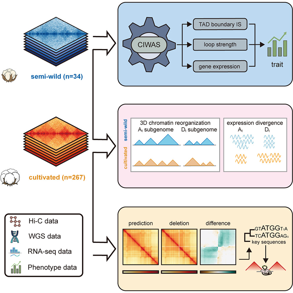 EpigenomeTech's tweet photo. Epigenetics Update - 3D chromatin remodeling during domestication defines novel targets for crop improvement https://t.co/am7TempufG
Xianlong Zhang & Maojun Wang (Shihezi University) in @CellCellPress
#Epigenetics #Chromatin #Crops #Domestication
---
https://t.co/WmSYDGWPJD https://t.co/B27K021yRe