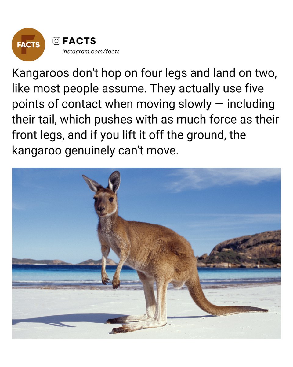 MalorieValrk's tweet photo. A kangaroo’s tail is more than a balance tool. During slow movement, it acts as a fifth limb, generating as much propulsive force as both front legs combined. During hopping, it stabilizes the body and improves energy efficiency. https://t.co/0S1qfmcI9e