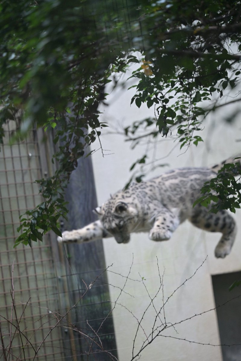 nobuharuna78398's tweet photo. いきなりはヤメて〜😭
📷️2026/09/23
#ヒメル 
#ユキヒョウ 
#いしかわ動物園 https://t.co/m0NwirMy3Y