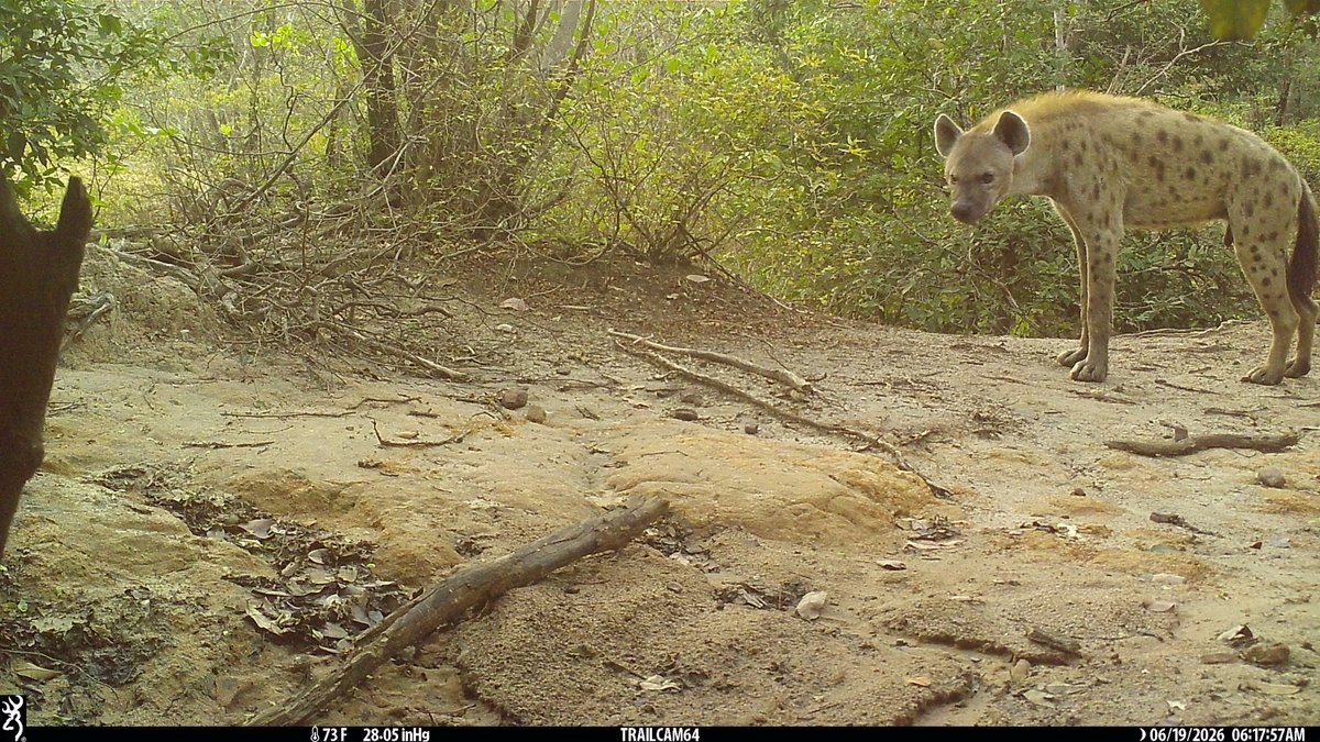 WCS_Nigeria's tweet photo. Camera Trap Picture of the Week 
Spotted Hyenas

Today’s story isn’t just the picture, but how it survived.

The camera trap device was destroyed, but rangers found it during patrol and brought it back to camp.

And they were worth finding.

📷 Yankari Game Reserve

#CameraTrap https://t.co/v9xNJnL91W