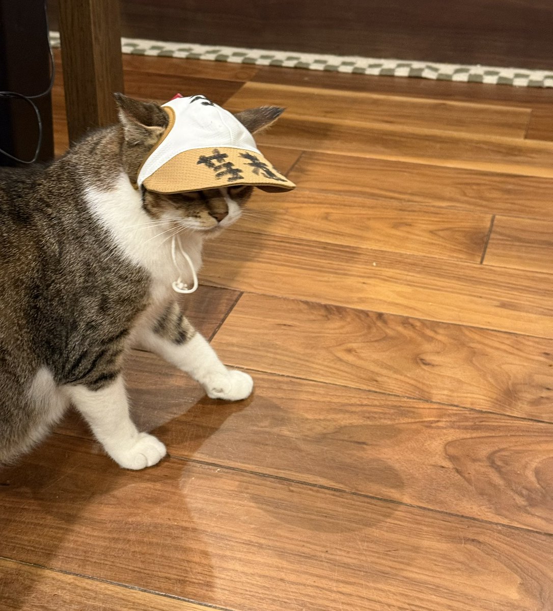 kokonananya's tweet photo. 「急いで！はじまるわよ」 https://t.co/fScH5JXa1G