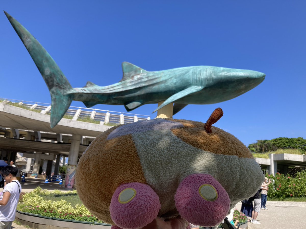 puipui_channel's tweet photo. ジンベイザメとプイ https://t.co/cJHah8WgvN