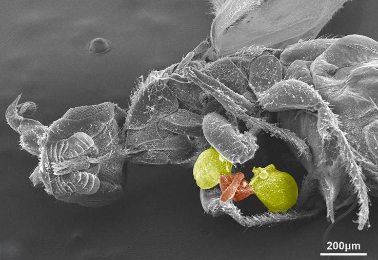shanahanmike's tweet photo. To discover a new species is one of the great thrills of biology. But to find a new species that does something both unique and utterly unexpected is something few biologists get to experience. It was a great pleasure to learn + write about this research: https://t.co/gTSHjWWv7I https://t.co/KBj93dkSkm