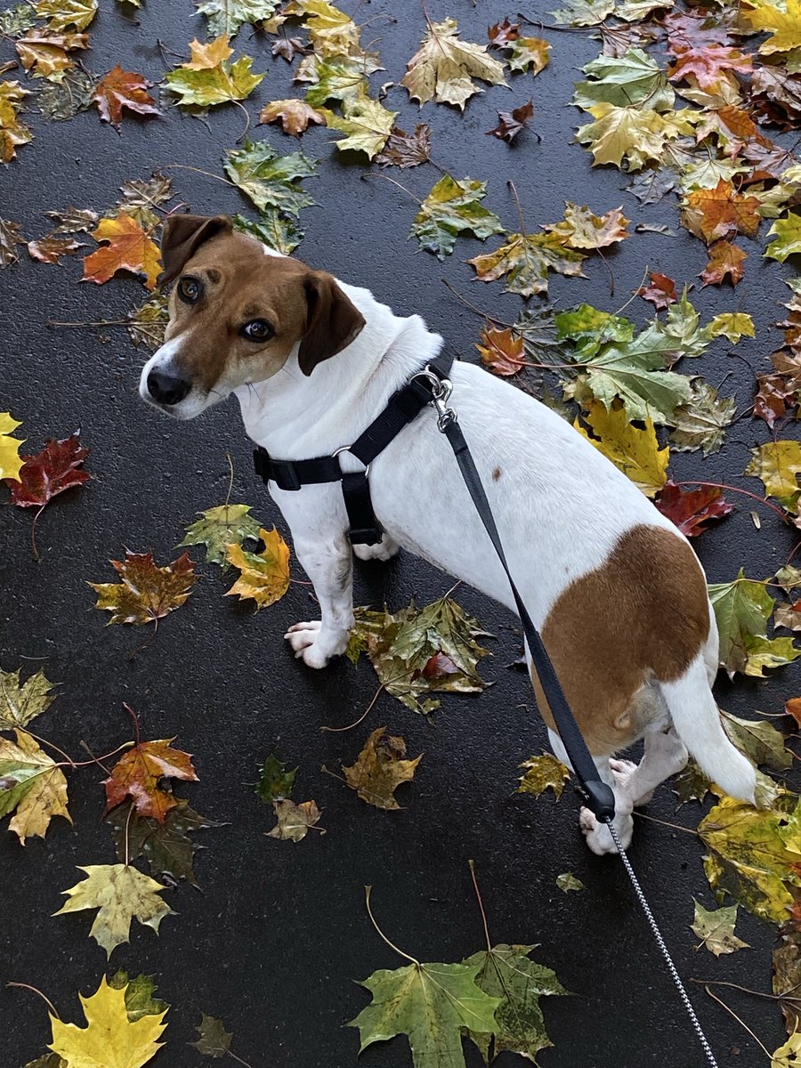 ProstoXy's tweet photo. Гуляем🍁 https://t.co/YXsompGDCb