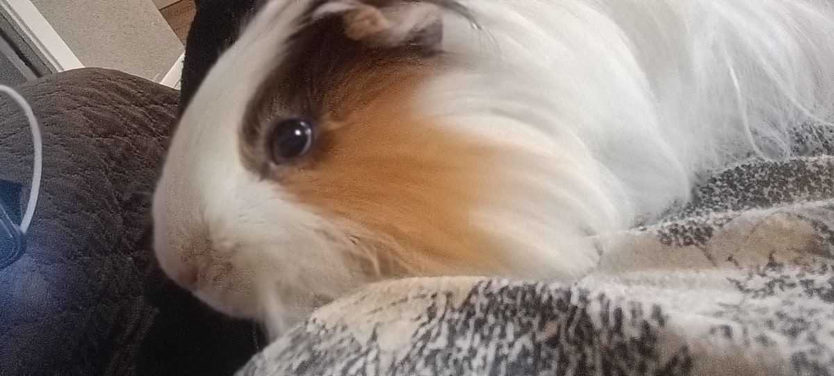 MackerelMadness's tweet photo. Hi guys this Is Guinea pig of mine. Be nice to him pls. https://t.co/4WEWiq7poW