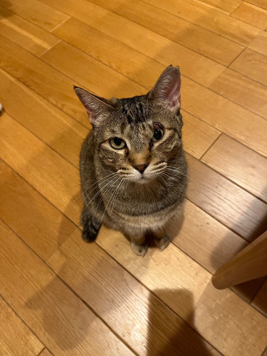 meme_mei39's tweet photo. 2026年9月23日
めいちゃん6回目のうちの子記念日🎉
コロナ禍で先が見えなくて、先代めめちゃんのペットロス真っ只中に我が家に来てくれためいちゃん。
私が今日まで生きてこられたのは大袈裟ではなくめいちゃんのお陰です。
このご恩を生涯忘れず、一生下僕として尽くします💖
めいちゃん愛してるよ❤️ https://t.co/u9D0V3NU0S