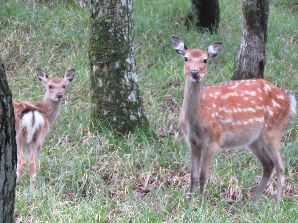 fuwari_cyanurus's tweet photo. 御池岳めっちゃガスってた〜
でもカルスト地形が見れて良かったです！

#御池岳 https://t.co/c1Rr6m9Caj