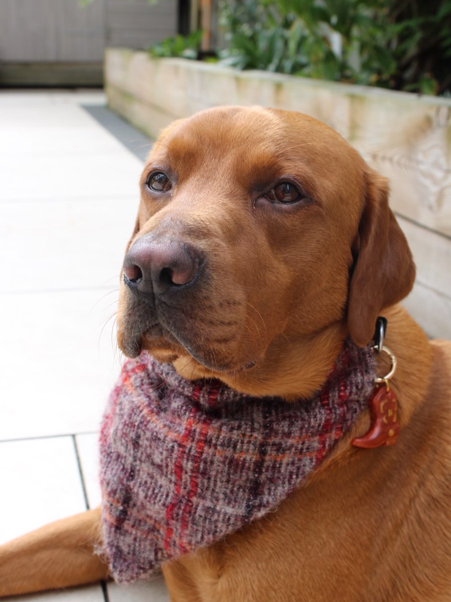 LanieReihing's tweet photo. How handsome is my little cowboy? 🥹👢 Bandana: @benjis_bandanas24 — REGGIE15. Tag: @rivercedar. co. uk 🤎 https://t.co/z5oNtappXY