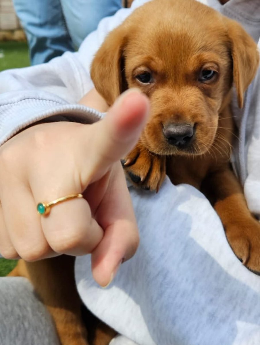 LanieReihing's tweet photo. Throwback Thursday, but it’s also the first time we met Reggie 🥹. @silveracelab ❤️... https://t.co/PJf4YrhU9B