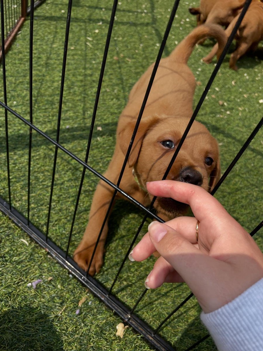 LanieReihing's tweet photo. Throwback Thursday, but it’s also the first time we met Reggie 🥹. @silveracelab ❤️... https://t.co/PJf4YrhU9B