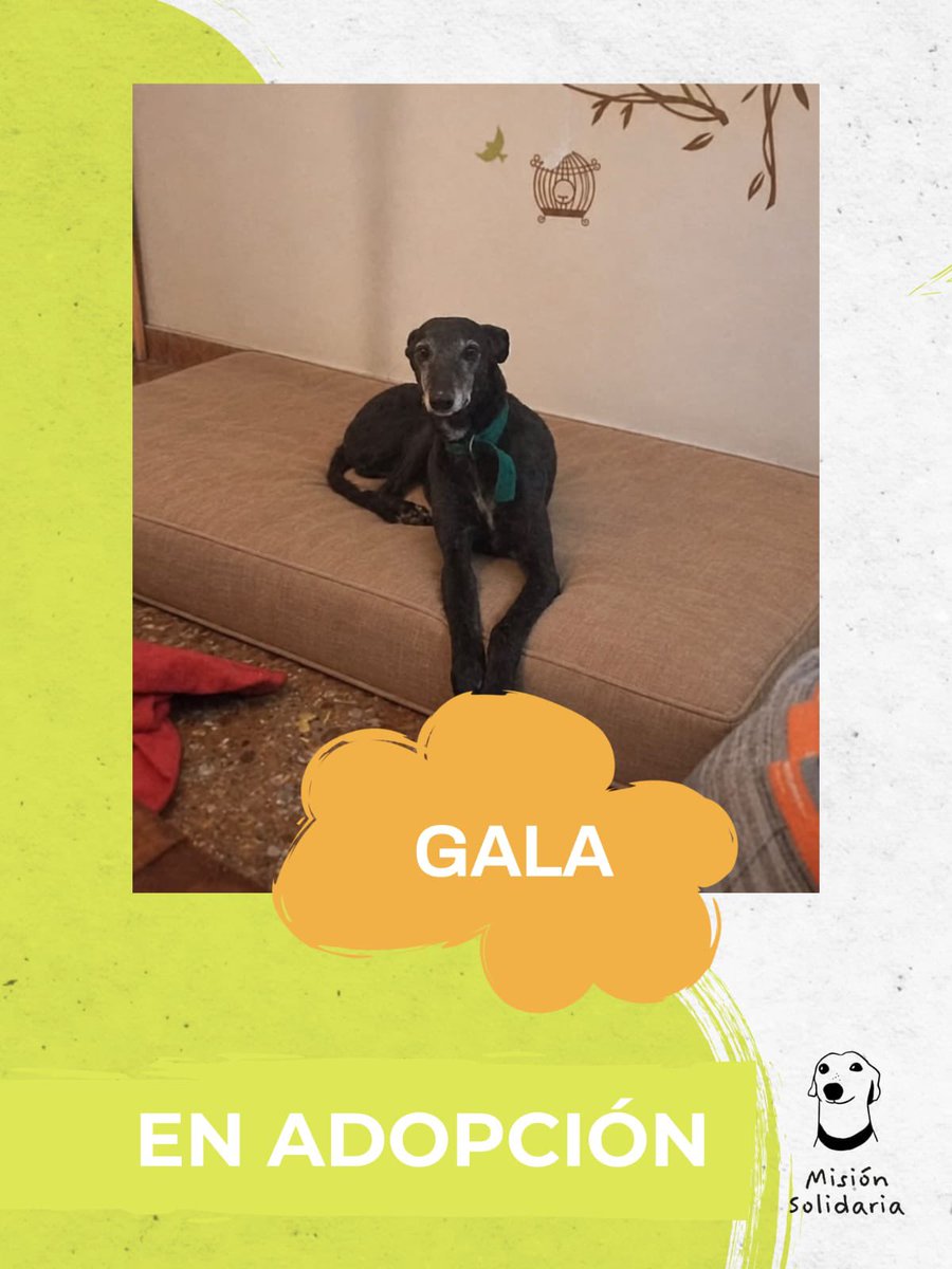 lagarzasosa_'s tweet photo. Gala tiene aprox 5 años. 
Es una de nuestras ultimas rescatadas de los galguero, se lleva perfecto con perros y gatos. Le gusta pasear, dormir y que le hagan mimitos 
Zonas CABA y GBA
Queres adoptarla? Escribime!
misionsolidariatwitter@gmail.com
Asunto: Te quiero gala!! https://t.co/uWdyvnT8V8