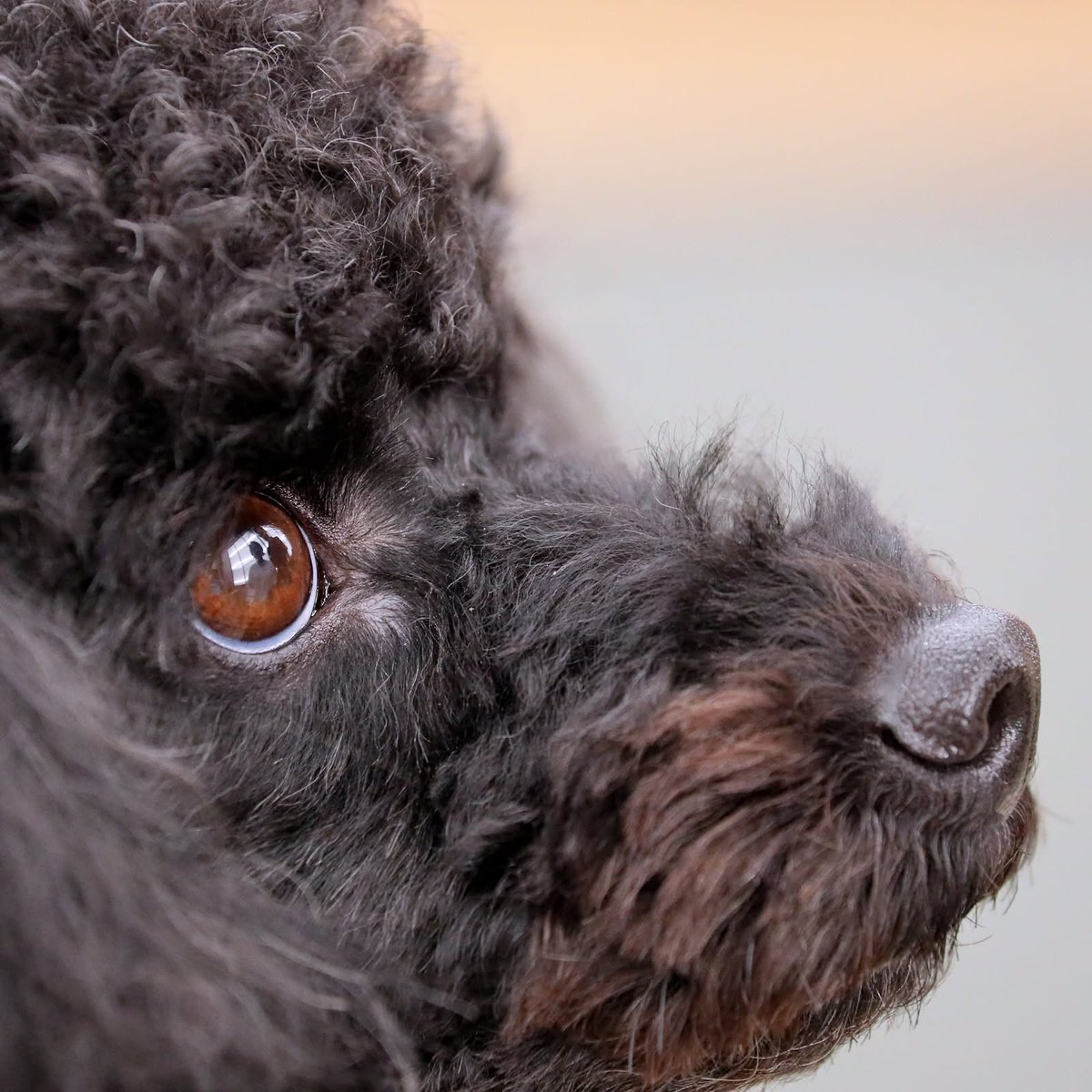 studiodogrun's tweet photo. 瞳に、パパとママが映ってる。
黒い魅力。
写真に撮っておけば、
その時の姿が、懐かしく
そしてリアルな思い出として蘇ってくる。
お客様の手元に、
「今」を残す。
そして一緒にいられる時間は、
長くても十数年。
その十数年を、
飼い主様を愛することに使ってくれる。
残しておきたいと・・ https://t.co/nmgGrSFaLH