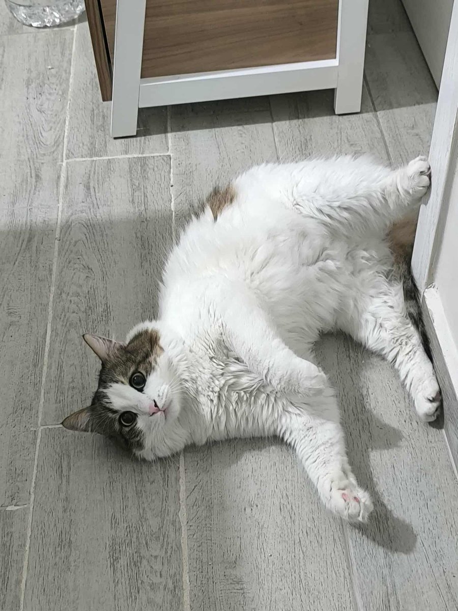 hepadyuva's tweet photo. GLUTEN
ERKEK
NORVEÇ ORMAN KEDİSİ
BURSA

İletişim:  0 (533) 577 41 58
10-18 saatleri arasında arayabilirsiniz. *794*1271

Gluten oğlumuz yumuş yumuş insan aşığı, sakin ve uyumlu bir delikanlı. 3 yaşında, chipli ve kısır Gluten oğlumuza yuva olacak ve onu çok sevecek ailesini arıyoruz 🙏🐱

*25 yaş altı doldurulan başvuru formları değerlendirmeye alınmayacaktır.  Anlayışınız için teşekkür ederiz. 

*Bir köpeğe/kediye yuva olmak,ciddi bir eylemdir,hem maddi hem manevi ihtiyaçları vardır.Bu sorumluluğunun bilincinde olan ve olduğunu düşünen ailelerimiz bizlere ulaşabilir.

*İlandaki dostumuz Hepad himayesinde olup, başka hesaplardan yapılan gönderilere itibar etmeyiniz. Dostumuzun görsellerinin ve açıklamalarımızın başkaca hesaplarda kullanılmasına muvafakatimiz bulunmamaktadır. 

#HEPAD #satınalmayuvaol #bursa #kediyuvalandırma #norveçormankedisi

                https://t.co/CqckdtKzul