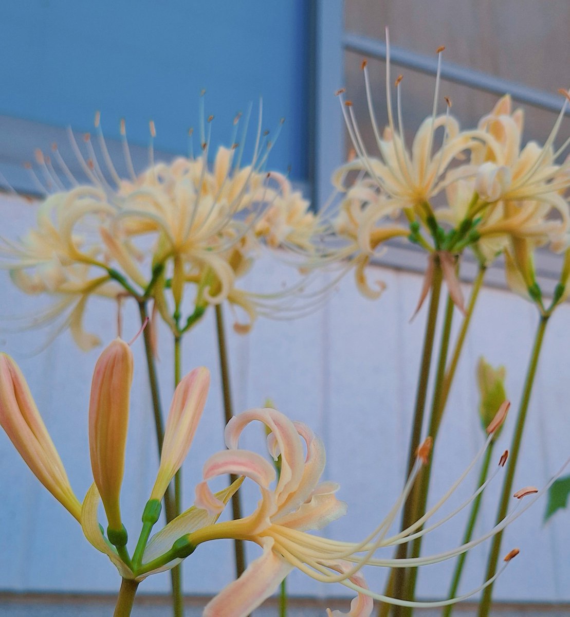 kouboku0's tweet photo. リコリスが咲くときだけは
秋を感じる

白い彼岸花の花言葉は
｢思うは君一人だけ｣ https://t.co/XfCvVkKm8B