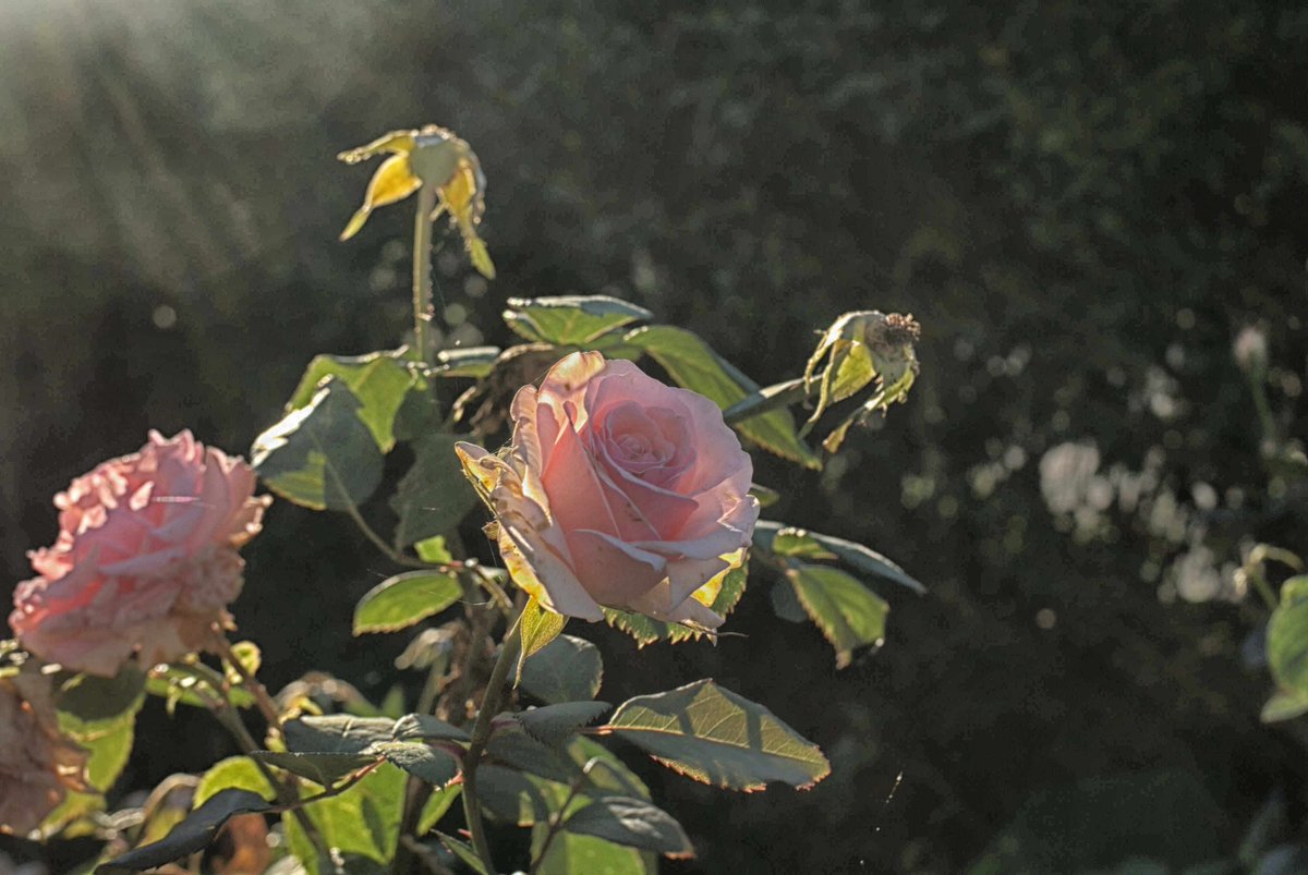 FreidaDakeqf's tweet photo. The Wrong Stuff

At 7 a. m., I walked south, east toward harsh light from 3 o’clock, then north and west back to where I started. I debated taking my Canon EOS 10D with either a manual-focus Takumar 50mm f/1. 4 or reliable AF Canon 50mm, but chose https://t.co/3vBIKz9PSG