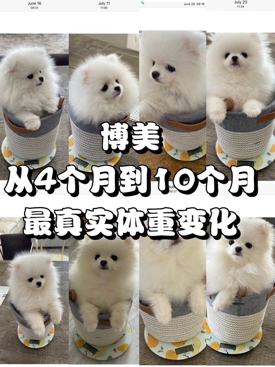 SetiawanFatma's tweet photo. Watch our little furball go from a squirming peanut to a zooming, toy-obsessed ball of chaos  6 months of nonstop cuddles and tiny paws making our house feel like home—growth never looked this cute!， https://t.co/p64MJSUuL0
