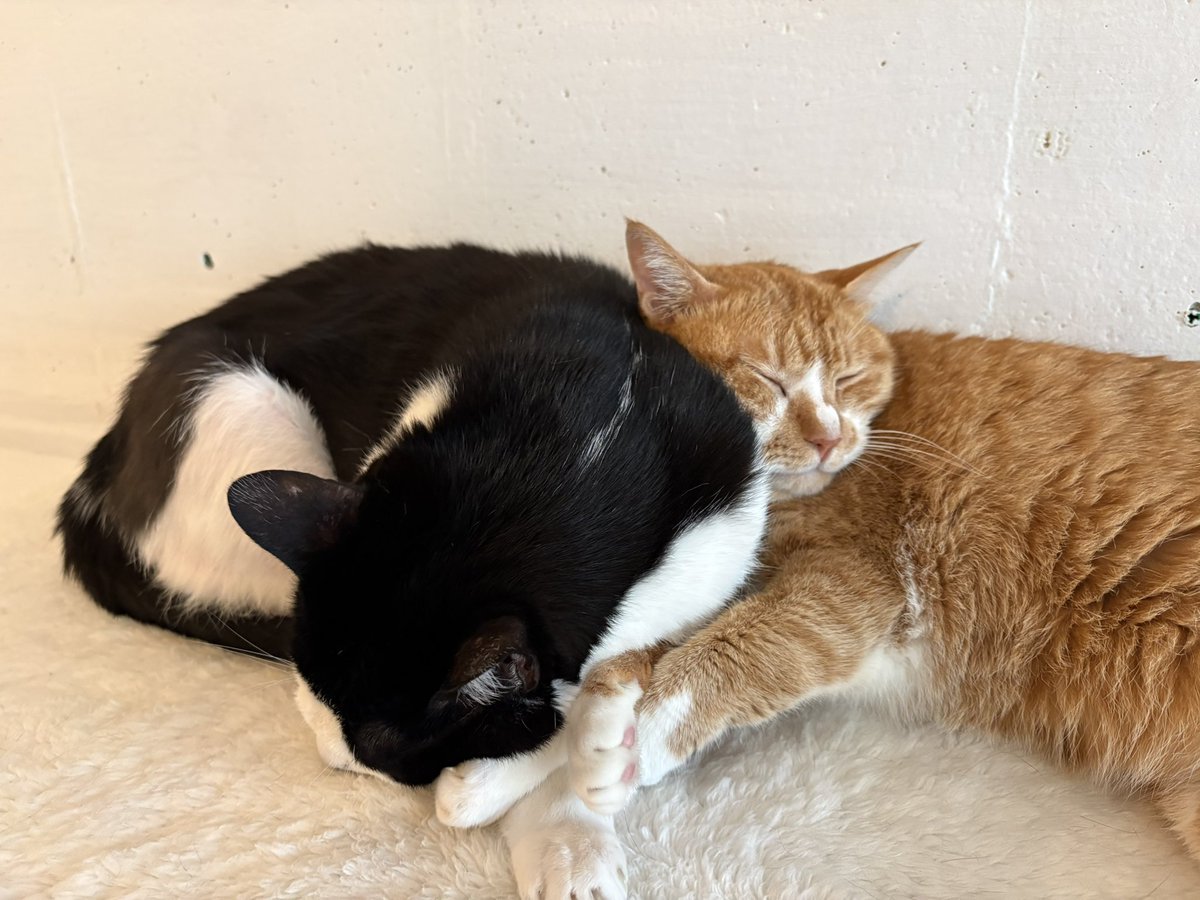 tykkh5's tweet photo. 🐈‍⬛ https://t.co/vXQAbLTdIl