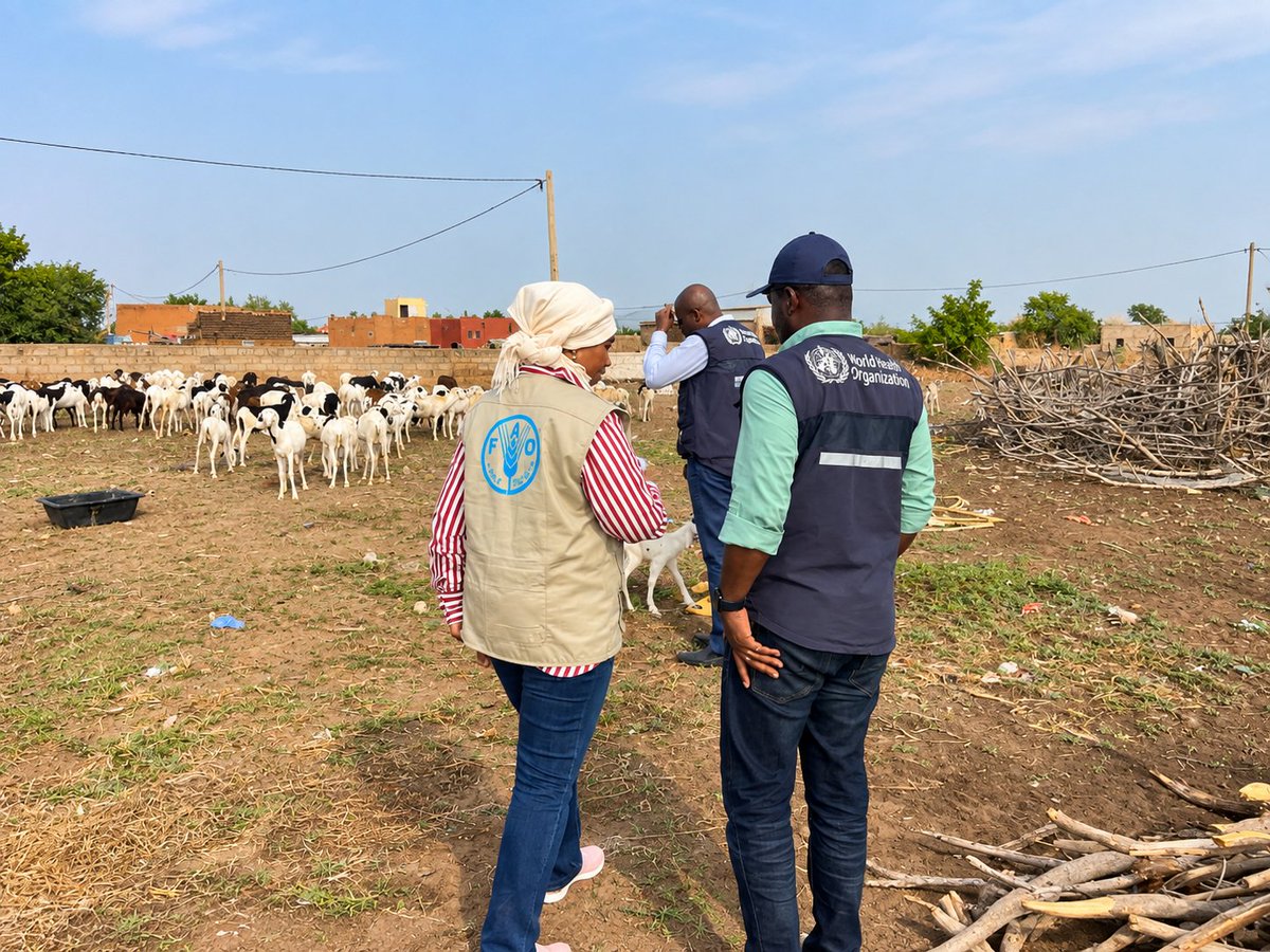 FAOWestAfrica's tweet photo. 🐄 Sur le terrain, la #FAO et l’#OMS renforcent la surveillance et la sensibilisation face à la #FVR : visite de troupeaux sentinelles et échanges avec les éleveurs et relais communautaires à #Matam, dans une approche intégrée #OneHealth https://t.co/JrsAHDPqRA