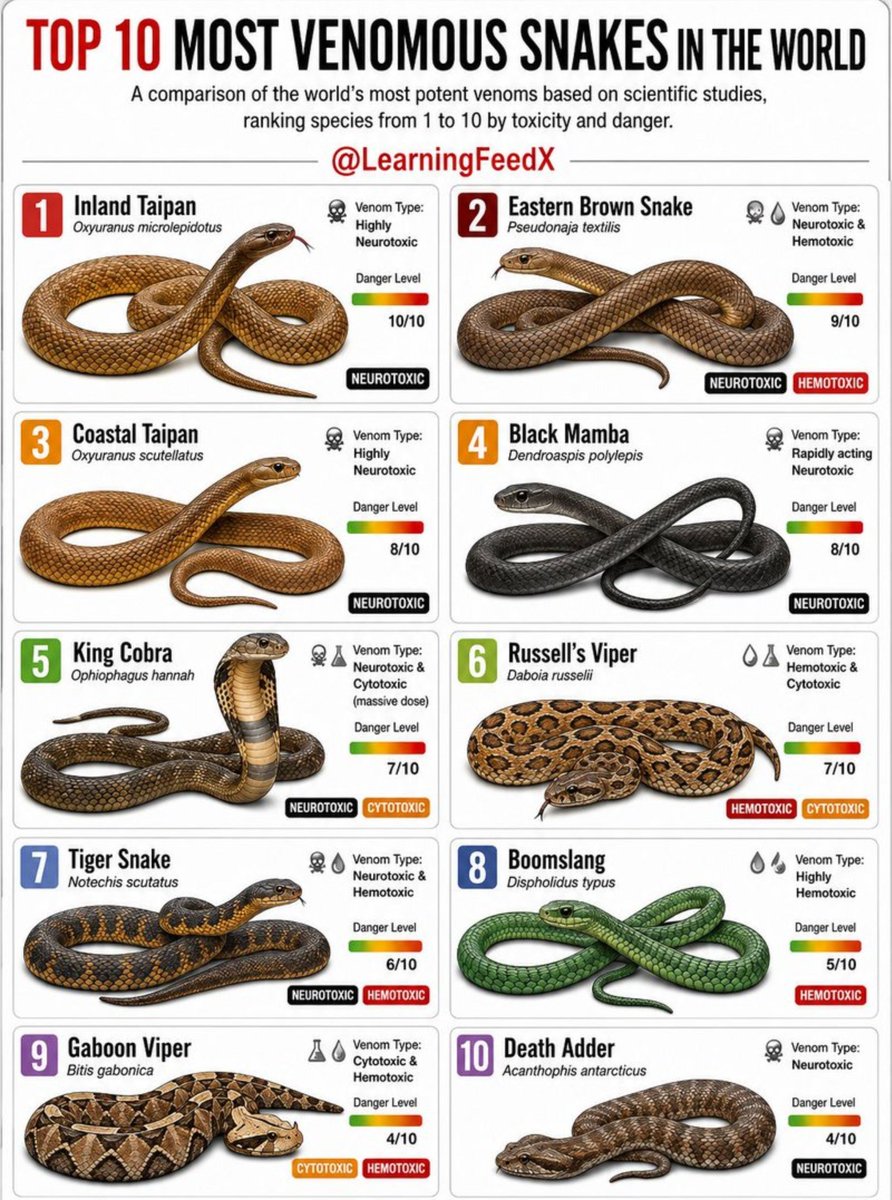 LearningFeedX's tweet photo. Top 10 Most Venomous Snakes https://t.co/weLqQtYuGM