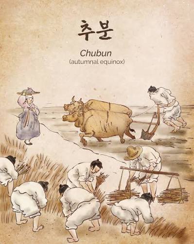 Korea_na_jezyku's tweet photo. Gdy niebo przepowiadało wiek króla, a jesień pachniała suszoną dynią: zapomniana magia koreańskiego Chubun (추분, 秋分)✨🌌🍁

Wyobracie sobie noc sprzed setek lat, w której całe królestwo wstrzymywało oddech. Kiedy jesienna równonoc dokonywała kosmicznego cięcia, dzieląc dobę na idealne połowy, dworscy astronomowie wpatrywali się w południowy horyzont. Szukali Canopusa - „Gwiazdy Starca”, czyli Noinseong (노인성). Jeśli król - czy to w dawnej stolicy Goryeo고려 (Gaegyeong 개성), czy później na murach pałacu Hanyang 한양 (dzisiejszego Seulu) za dynastii Joseon - zdołał dostrzec jej czerwonawy blask i odprawić państwowy rytuał Noinseongje (노인성제), poddani oddychali z ulgą. Oznaczało to jedno: władca i poddani będzie żył długo, a kraj ominą wojny i głód.

Równolegle, w intencji całego społeczeństwa, odprawiano drugi, niezwykle ważny królewski rytuał - Yeongseongje (영성제). Na specjalnym ołtarzu składano dziękczynne ofiary Gwieździe Yeongseong (영성신) czyli Bogowi Rolnictwa, modląc się o obfite plony, udane zbiory ryżu oraz błogosławieństwo dla rolników przed nadchodzącą zimą. 

Dzisiaj równonoc jesienna, czyli Chubun (추분, 秋分) - dokładnie 16. z 24 tradycyjnych okresów solarnych (jeolgi, 절기) - przemyka w Korei niemal niezauważona pomiędzy hucznym świętem Chuseok a pierwszymi przymrozkami okresu Hallo (한로). A przecież to właśnie ta noc jest prawdziwym, niewidzialnym zwrotniczym roku.

W tradycyjnej filozofii to moment absolutnej równowagi, w którym jasna, gorąca energia Yang ustępuje miejsca chłodnej, tajemniczej energii Yin. Przyroda dostaje ostateczny sygnał do odwrotu.
W dawnych wsiach nikt wtedy nie próżnował. Bacznie obserwowano wiatr (północny zwiastował mroźne miesiące, a południowo-wschodni - obfitość), a podwórka zamieniały się w feerię barw i zapachów.

🍁Co tradycyjnie trafiało na stół podczas Chubun?

O ile Chuseok stoi pod znakiem ciasteczek ryżowych Songpyeon (송편), o tyle kuchnia Chubun była głęboko domowa, odżywcza i nastawiona na budowanie odporności przed mrozami:
🥬Muknamul (묵나물) - „stare warzywa” full of energy. Kobiety ścinały i suszyły na słońcu plastry dyni (hobakgozi 호박고지), bakłażana, liście rzodkwi oraz pędy słodkich ziemniaków. Część zjadano od razu, a resztę magazynowano jako cenny zapas witamin na zimę.
🍄‍🟫Dzikie grzyby (버섯 요리) - Chubun to absolutny szczyt sezonu na najszlachetniejsze leśne skarby - aromatyczne gąski sosnowe (song-i, 송이버섯), boczniaki oraz grzyby shiitake. Jedzono je świeże lub lekko podsuszane.
🍜Chueotang (추어탕) - rozgrzewająca, gęsta i pożywna zupa z piskorzy (słodkowodnych rybek), które właśnie wczesną jesienią są najbardziej tłuste i wartościowe.

Dziś w wieżowcach współczesnego Seulu mało kto szuka gwiazdy Noinseong na skażonym światłem niebie, a warzywa kupuje się w całodobowych marketach. Ale jeśli w okolicach 22-23 września spojrzysz w niebo i poczujesz ten pierwszy, przenikliwy, chłodny podmuch wiatru - pamiętaj, że to Yin właśnie przejęło władzę nad światem.☺️

📷1-2 https://t.co/x9q8CkEwxu
📷3-6 Internet