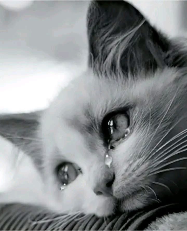 Nawa_e_Khayal's tweet photo. ﮨﺮ ﺍﮎ ﻋﻀﻮ ﺑﺪﻥ ﻣﺎﺗﻢ ﮐﻨﺎﮞ ﮨﮯ ﺩﻝ ﮐﮯ ﺟﺎﻧﮯ ﺳﮯ

ﮨﻮﺍ ﯾﻮﺳﻒ ﺟﻮ ﮔــــــــﻢ ﺗﻮ ﮐﺎﺭﻭﺍﮞ ﮐﺎ
 ﮐﺎﺭﻭﺍﮞ ﺭﻭﯾﺎ۔۔۔ https://t.co/FKQcdR1EFp