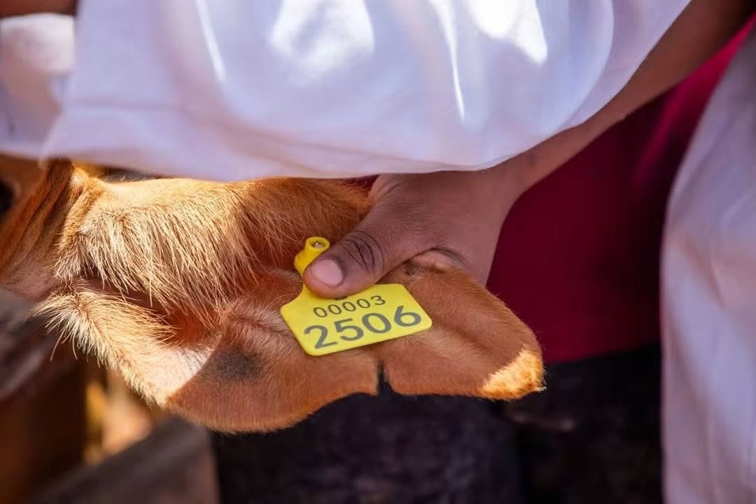 KAGRC_KE's tweet photo. KAGRC was represented during the handover and commercialisation of the Bachuma National Livestock Quarantine Centre in Taita-Taveta, a strategic investment aimed at opening Kenya’s livestock sector to high-value global markets.
Speaking during the event, CS Sen. Mutahi Kagwe emphasised that the project is not simply about putting up a facility, but about creating jobs, opening markets and putting more money in the hands of livestock farmers and local communities.
With the centre set to provide quarantine, inspection and certification services for livestock destined for export, Bachuma is expected to strengthen Kenya’s capacity to meet international animal-health requirements and unlock significant opportunities for livestock producers.
The facility represents an important step towards positioning Kenya’s livestock sector for greater market access, investment and economic growth.