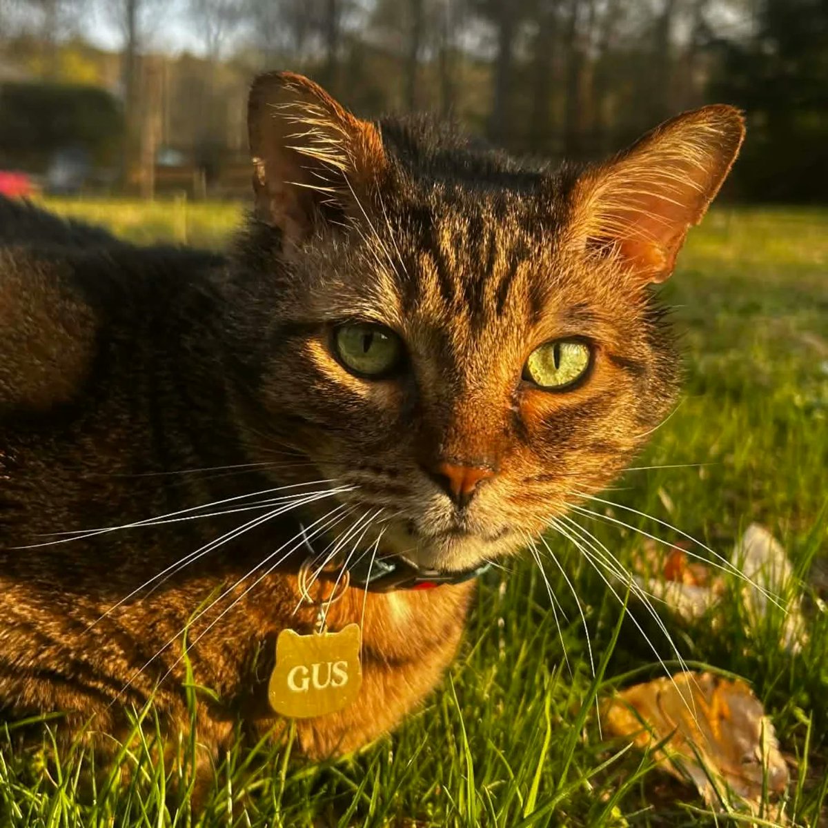 VerlieCooklae6's tweet photo. A beautiful day for a tabby cat! Backyard antics, sunshine, and looking handsome halfway through his ear treatments. https://t.co/WbsV10lP6o