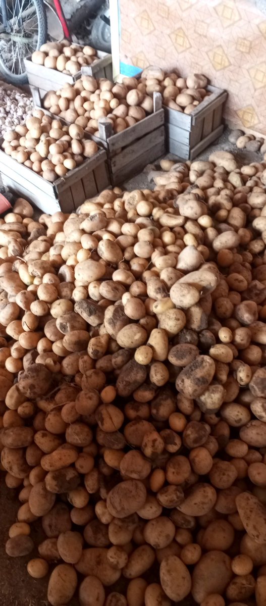 190368BJK's tweet photo. Kışlık patates toplandı,sağlıklı yemek nasip olsun https://t.co/CSdlGXIEjJ
