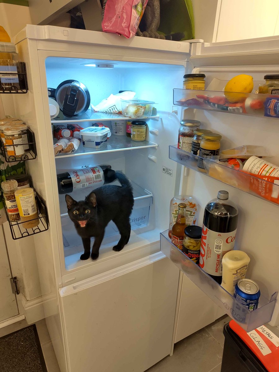 KrookTM's tweet photo. after weeks of trying he finally managed to get inside the fridge https://t.co/pfO5bc05Gj