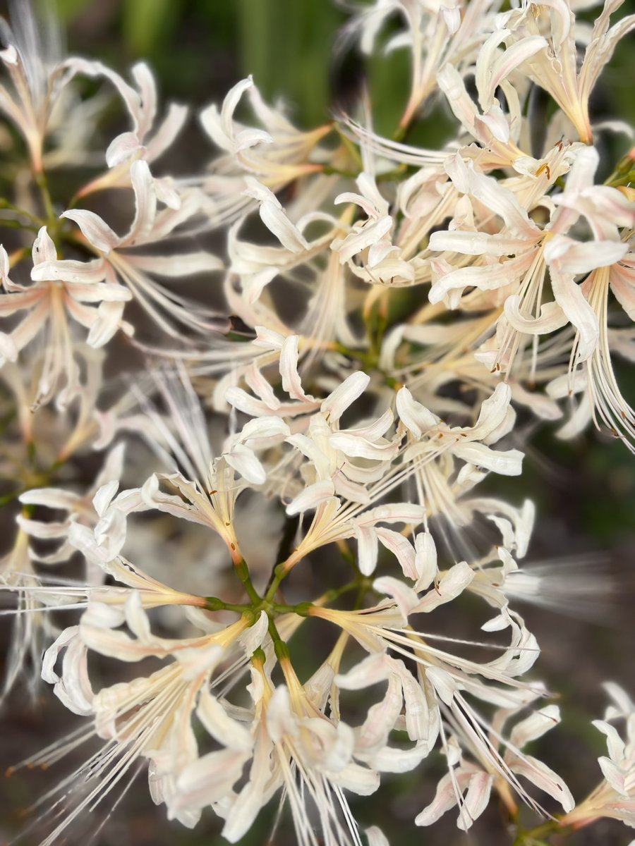 negishichimi's tweet photo. 連休最終日は年パス持って植物園へぶら散歩🚶‍♀️
秋の花達、萩やヒガンバナが可愛く風にそよいでた❣️
落ち着くぅ〜
ランチはリニューアルした森のカフェでいただき🍝
爽やかな店内でいい感じ😄
食後はヤマガラちゃんが遊んでくれてうれしい一日でした🙏
#京都府立植物園　#ぶら散歩好き https://t.co/Qu7aUMtyJX