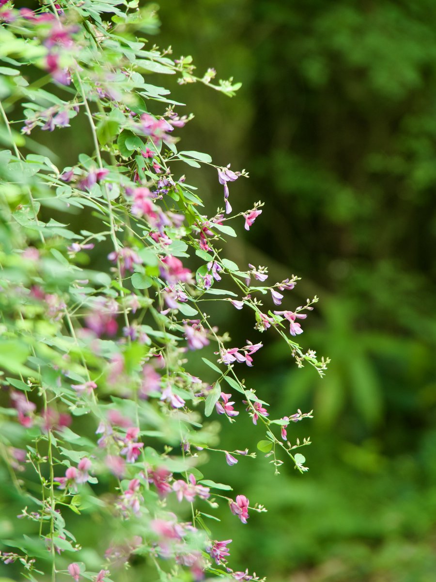 negishichimi's tweet photo. 連休最終日は年パス持って植物園へぶら散歩🚶‍♀️
秋の花達、萩やヒガンバナが可愛く風にそよいでた❣️
落ち着くぅ〜
ランチはリニューアルした森のカフェでいただき🍝
爽やかな店内でいい感じ😄
食後はヤマガラちゃんが遊んでくれてうれしい一日でした🙏
#京都府立植物園　#ぶら散歩好き https://t.co/Qu7aUMtyJX