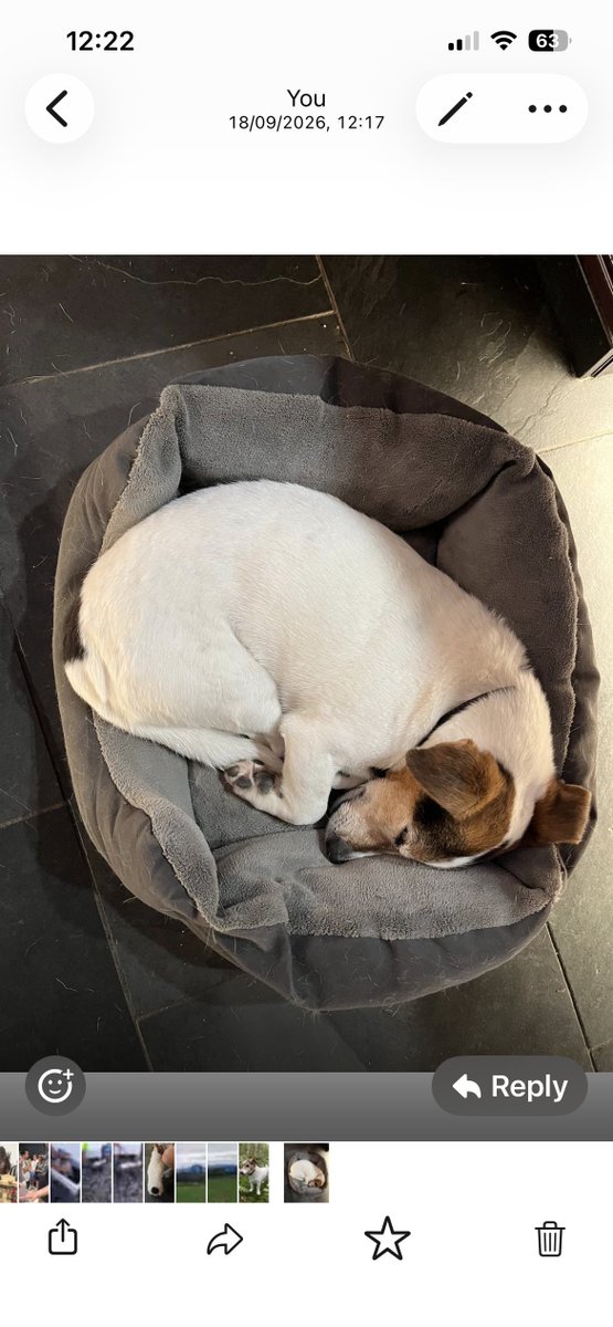 MissingPetsGB's tweet photo. #Kendal #Cumbria

It's been 5 days...

Where is this poor elderly boy?

DOMINO IS STILL MISSING SADLY

He is 16 and mostly deaf, blind and with dementia💔 https://t.co/HdgQz6Os58