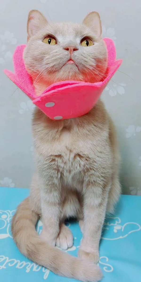 jun_mamoru's tweet photo. 甘えん坊なじゅんちゃん🐱

#猫のいる暮らし
#拡張型心筋症
#ブリティッシュショートヘア
#闘病中
#猫好きと繋がりたい https://t.co/6kiW1YJO96