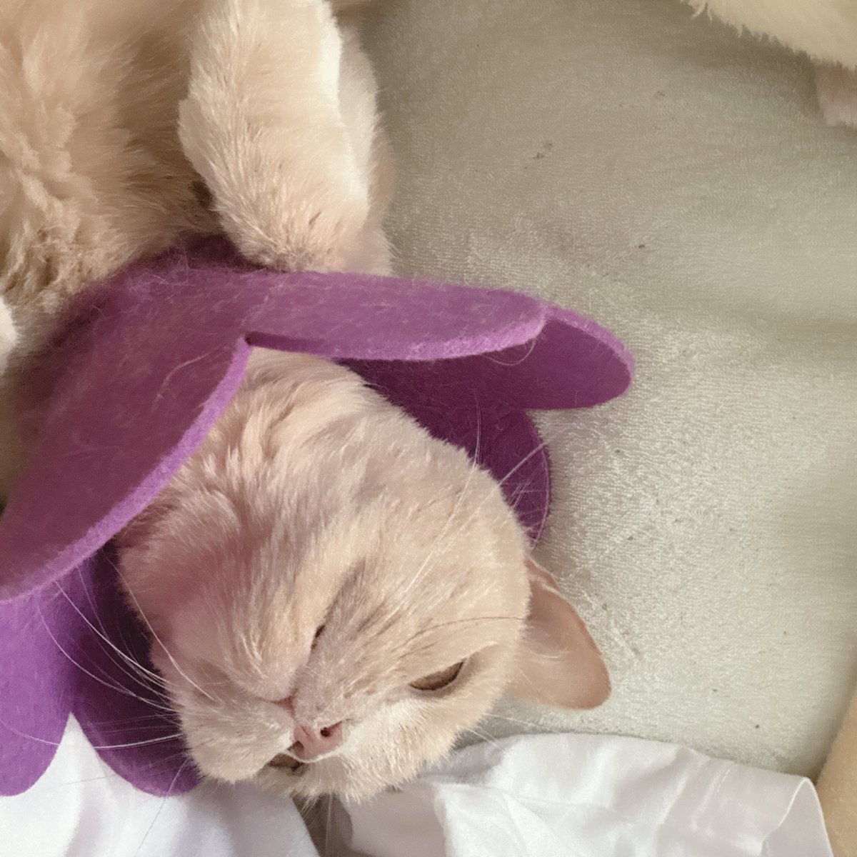 jun_mamoru's tweet photo. 甘えん坊なじゅんちゃん🐱

#猫のいる暮らし
#拡張型心筋症
#ブリティッシュショートヘア
#闘病中
#猫好きと繋がりたい https://t.co/6kiW1YJO96