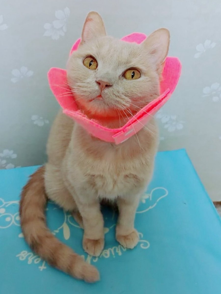 jun_mamoru's tweet photo. 甘えん坊なじゅんちゃん🐱

#猫のいる暮らし
#拡張型心筋症
#ブリティッシュショートヘア
#闘病中
#猫好きと繋がりたい https://t.co/6kiW1YJO96
