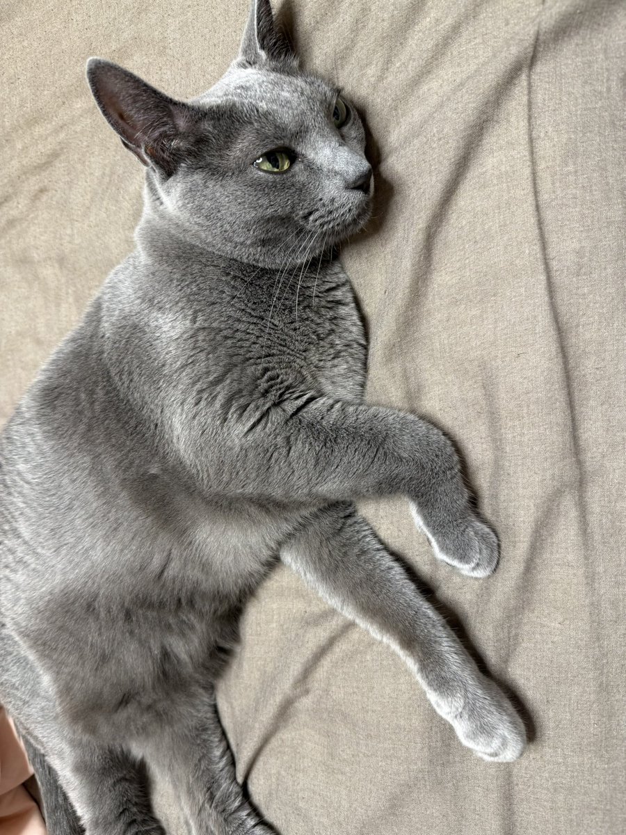 satco0301's tweet photo. 突然爪を切られた上に病院に連れて行かれたのでご立腹のねこ。全然こっち見ない https://t.co/rxpSSaImY4