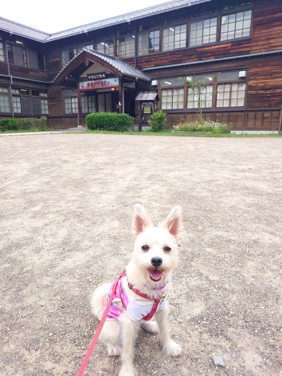 guojigoofy's tweet photo. 連休最終日！
わんこを連れてドッグランのある少し遠い公園へ！広い園内はわんこ連れの方がいっぱい😁たくさん歩けてわんこも楽しそう😀
キッチンカーも出ていたから、わんこ連れでも食事に困らなくて助かったー😆

シルバーウィークの5連休めいっぱい満喫しました！楽しかったー🤩🤩🤩 https://t.co/EfGtuLQtEu