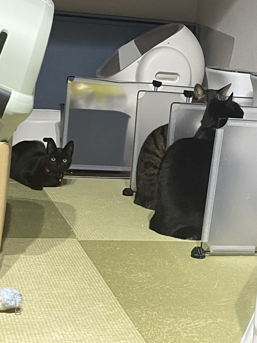 backs2gr's tweet photo. 21時のご飯待ちと大人猫のご飯を狙うチビ猫
和室改め猫部屋の整理しないとなぁ。 https://t.co/65vJXTlbL0