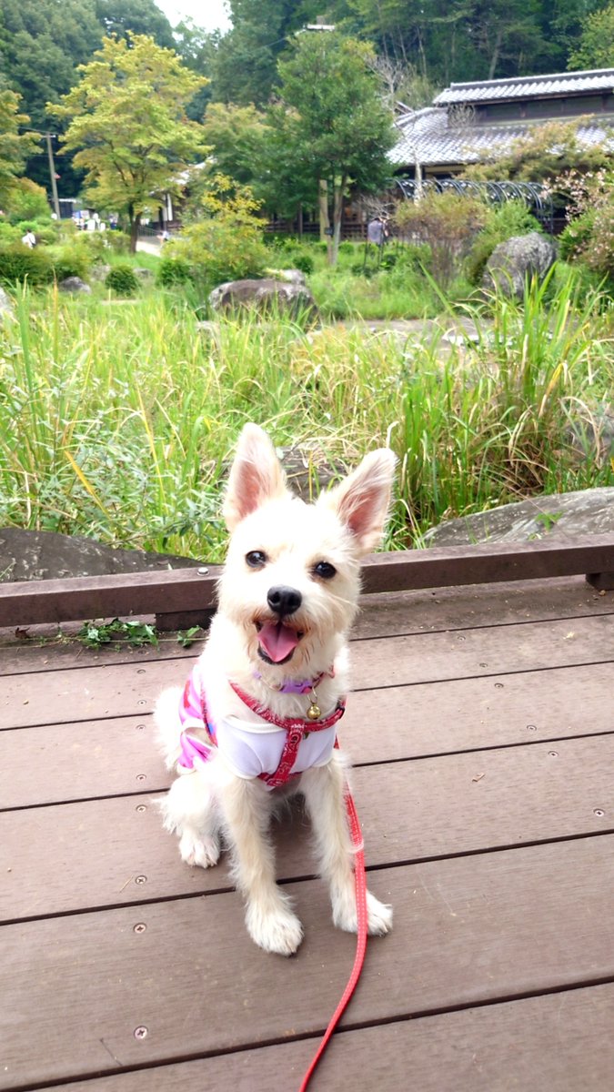 guojigoofy's tweet photo. 連休最終日！
わんこを連れてドッグランのある少し遠い公園へ！広い園内はわんこ連れの方がいっぱい😁たくさん歩けてわんこも楽しそう😀
キッチンカーも出ていたから、わんこ連れでも食事に困らなくて助かったー😆

シルバーウィークの5連休めいっぱい満喫しました！楽しかったー🤩🤩🤩 https://t.co/EfGtuLQtEu