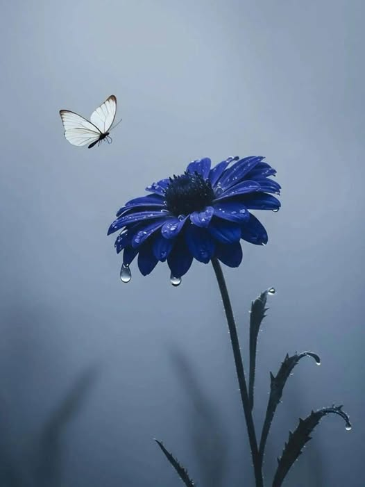 abdullahgokhan's tweet photo. İnsan 3 şey ile büyür ve değer görür;
Terbiye
Tevâzu
Tedbîr
3 şey ile de küçülür ve değersizleşir;
Cehâlet
Cimrilik
Ciddiyetsizlik.
Selam ve dua ile... 🤲 Hayırlı vakitler...☕️🍀 https://t.co/o4A37rrUMQ