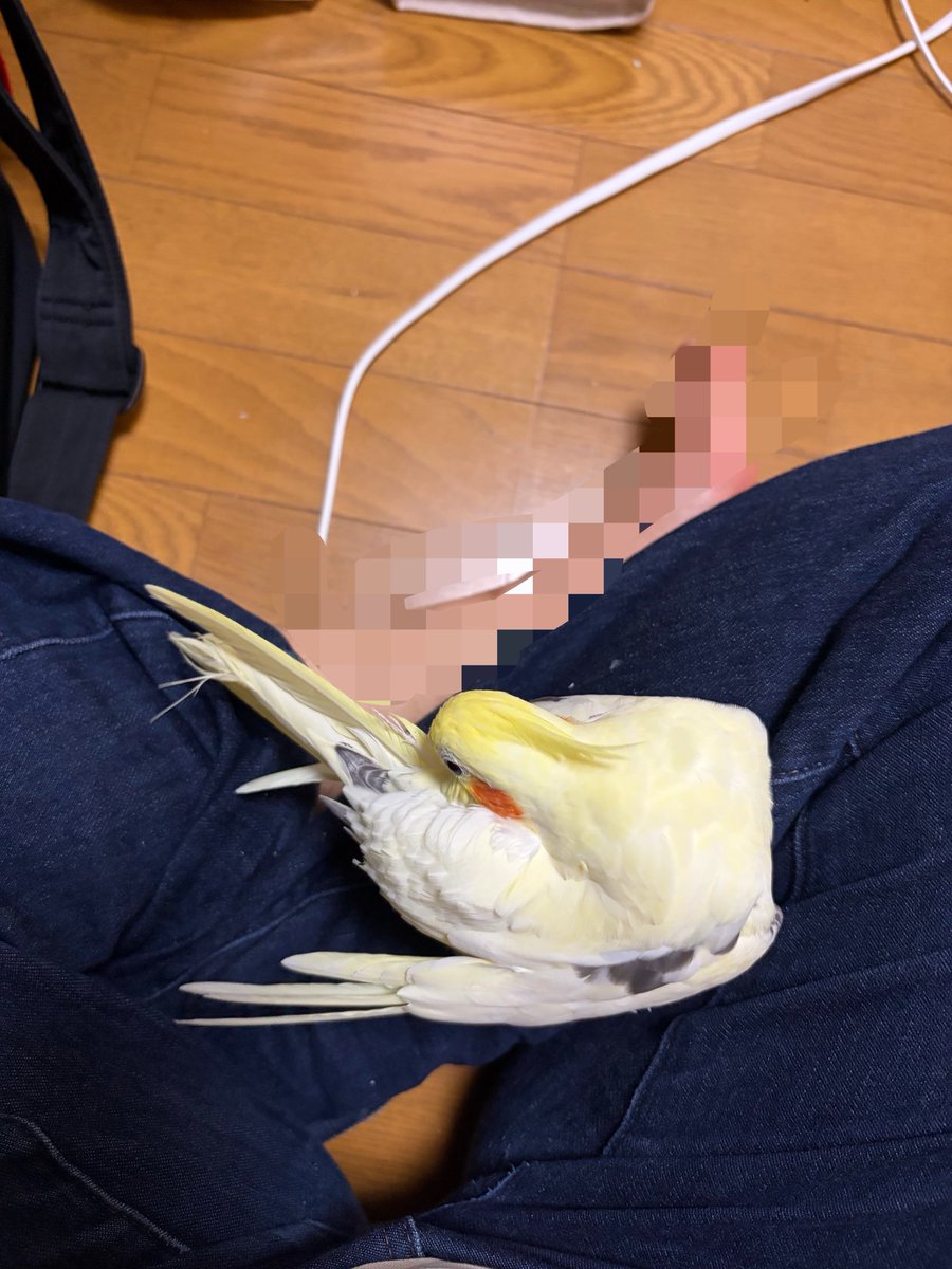 merimero's tweet photo. 膝の上にも乗って羽繕いしてました
5日目にしてこれはいい子すぎて飼い主ひっくり返りそう🥹 https://t.co/xYhDk979We