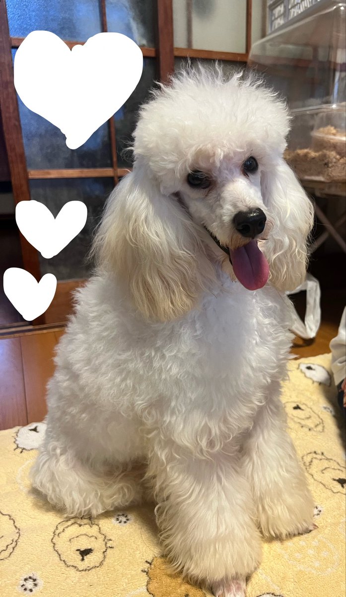 1137_suki's tweet photo. 実家に帰省した時に
姪の飼ってる犬と遊ばせてもらいました🐩
お利口でとってもかわいい！
ハイタッチ🙌私にもできるようになってた可愛すぎた、、
私も試験に合格したら犬欲しい🥲 https://t.co/gBRSjYvUZZ