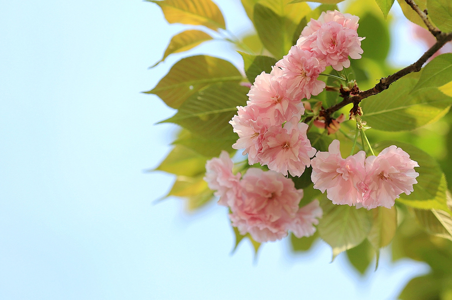 JoyeBaillefz's tweet photo. El primer sol de primavera sale con un aroma de flores! ， https://t.co/VEM1TN3RrK