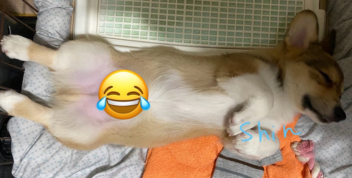 CorgiShinchan's tweet photo. ←お迎え11日目　去年9/23 無防備な姿で寝るしんちゃん　この頃はトイレ近くで寝るのが好きだった😱
今日夫にブラッシングして貰いながら無防備な姿になるしんちゃん→
こういう時かけがちな言葉「そんなんじゃ野生で暮らしていけないよー」
#コーギー
#Corgi
#犬好きさんと繋がりたい https://t.co/RQCy3AcuUJ