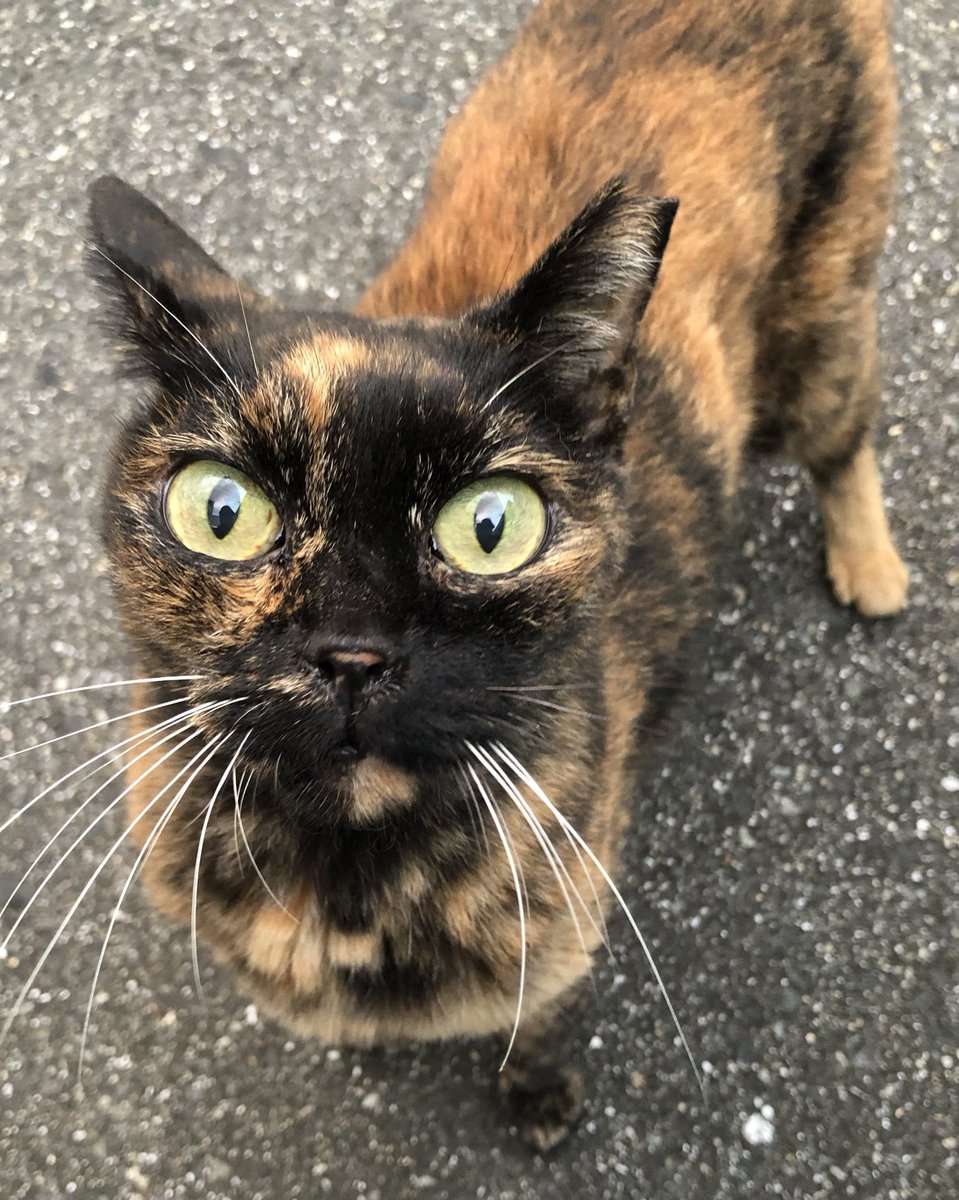 SATORU02709164's tweet photo. 【 2026年9月23日(水曜日) 】

家の周りの地域猫

#猫 #野良猫 #地域猫 https://t.co/gBtDChlfpo