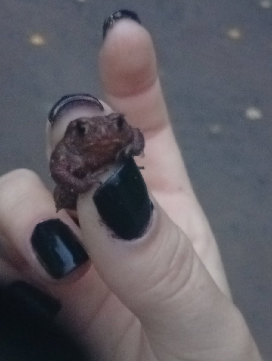 toadVladag6ca's tweet photo. Вчера гуляла и вот что пофоткала 
(Друзья не разрешили принести домой этого лягушонка) https://t.co/Z3kpmfVAVX
