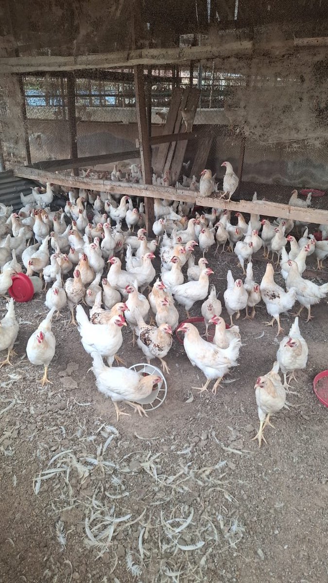 Ajiloreakindamo's tweet photo. Guess its my destiny to be a farmer.
#Agriculture #NaijaFarmers #Poultry https://t.co/FtAQSl538R