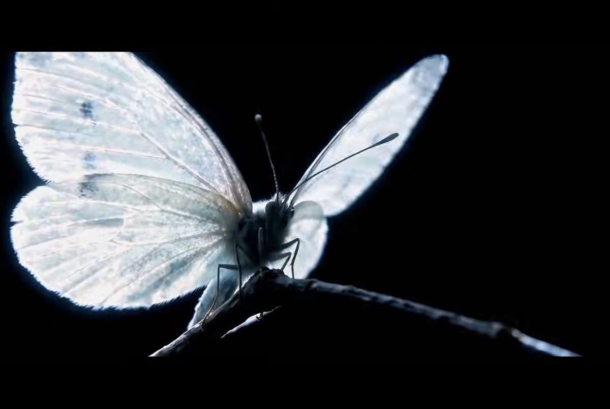 shaun2sheep's tweet photo. they picked one of the most common butterflies (small/cabbage white) for the film which i thought was Interesting 
it might’ve not have been a choice as in-depth as i’m making it but i think it’s cool to see it this way Okay #MiniThread https://t.co/gf5DWClKaA